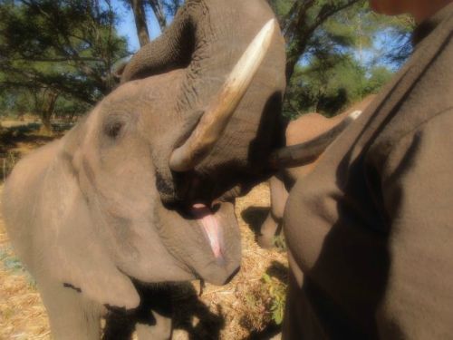 Orphaned elephants raised by villagers