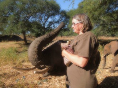 Patricia feeding elephants in wild